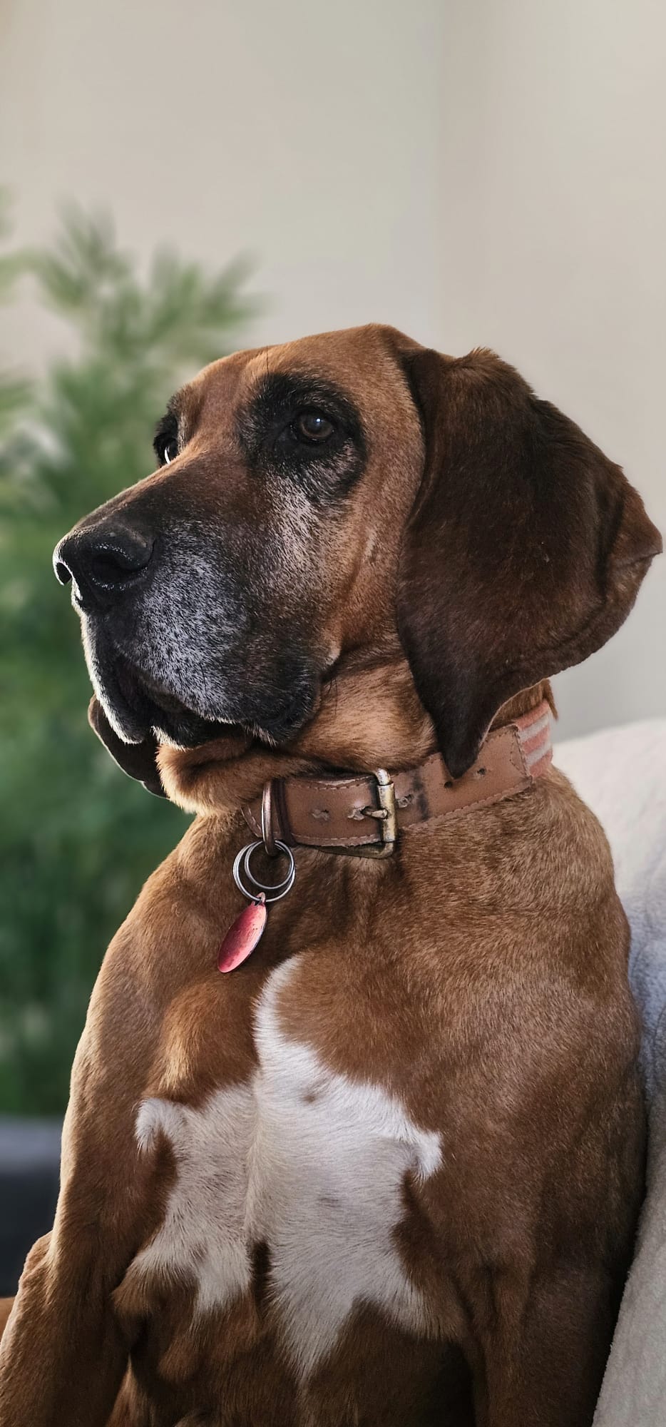 Equi Dog 38 — photo
