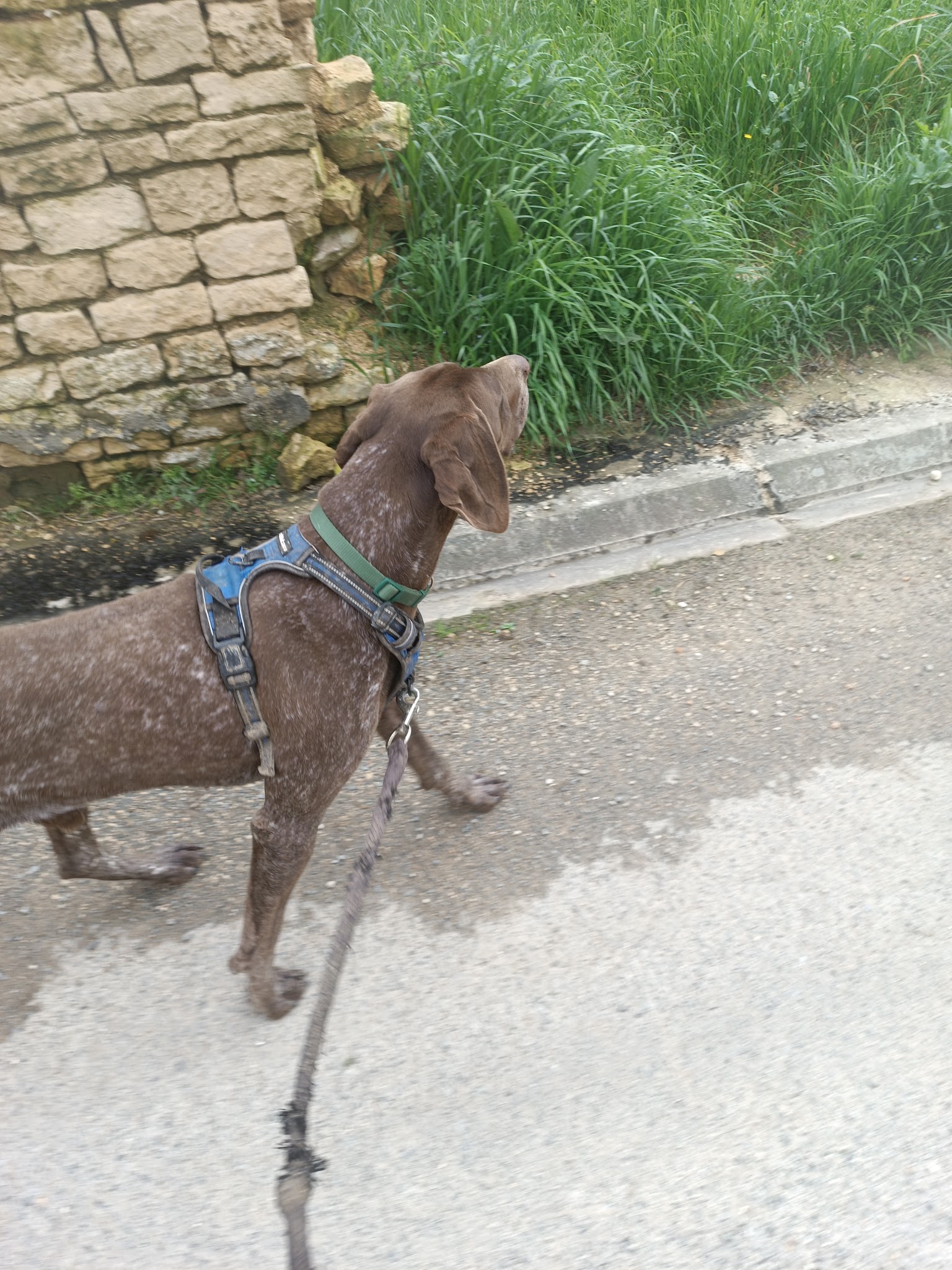 Le Bosquet de Betty — photo
