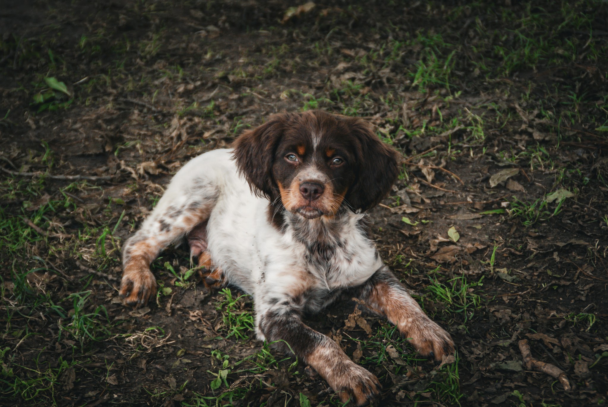 Le Bosquet de Betty — photo