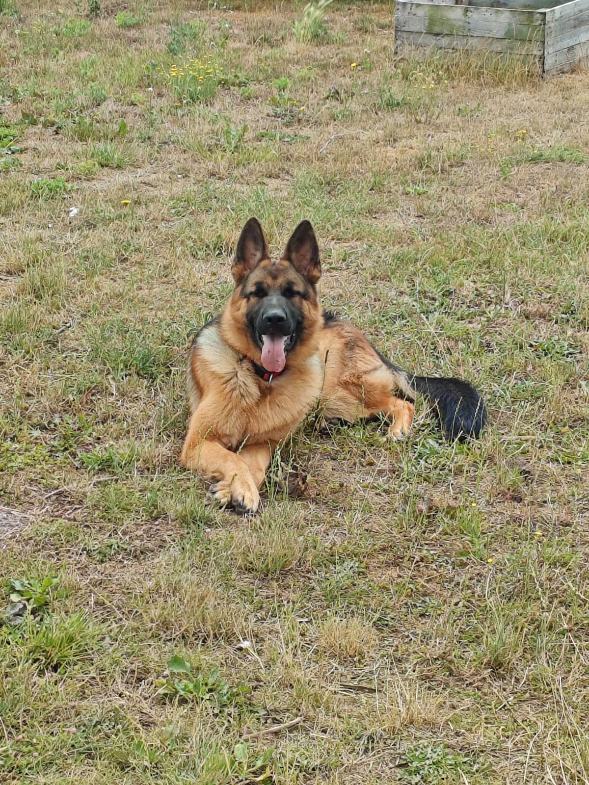 Cynodyssée - Education et Pension Canine - Sud Seine-et-Marne — photo