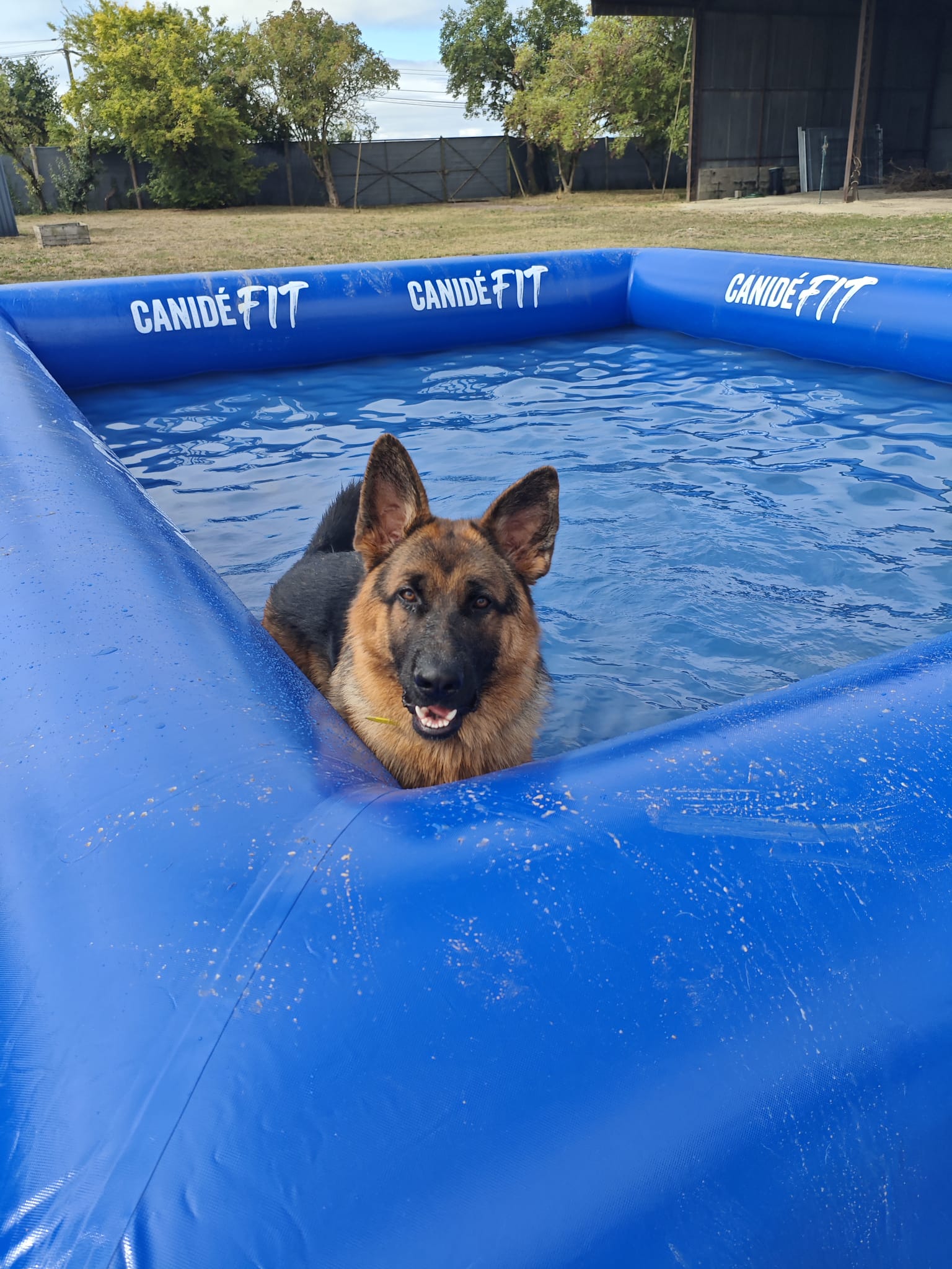 Cynodyssée - Education et Pension Canine - Sud Seine-et-Marne — photo