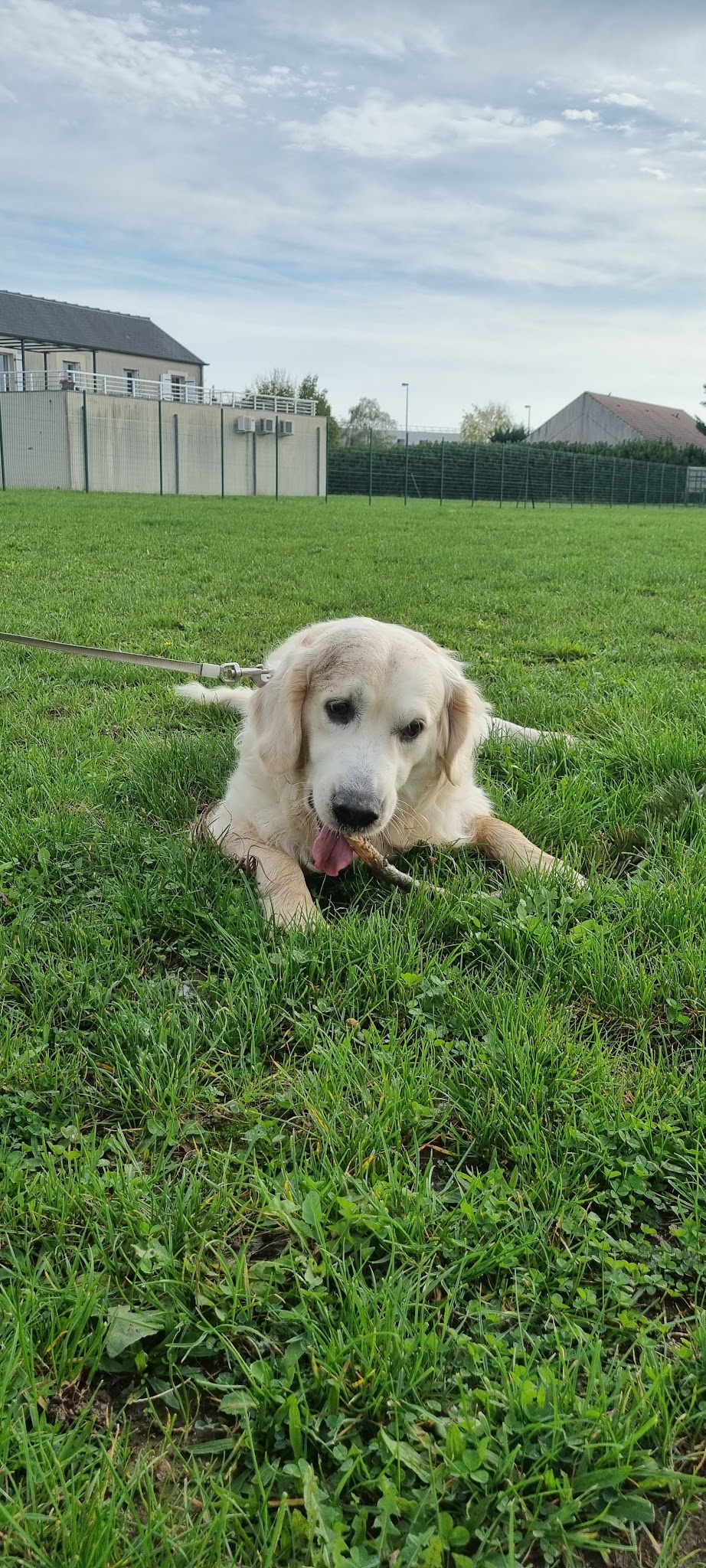 Cynodyssée - Education et Pension Canine - Sud Seine-et-Marne — photo