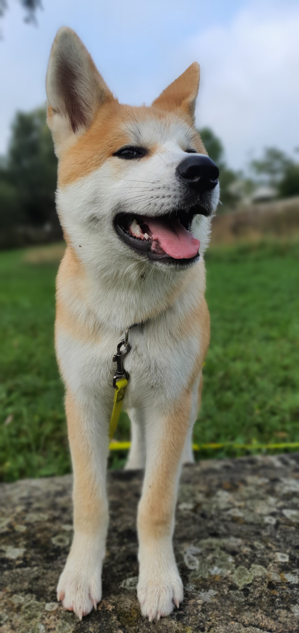 Cynodyssée - Education et Pension Canine - Sud Seine-et-Marne
