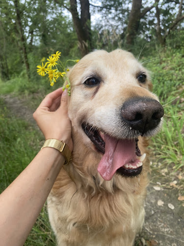June petsitting