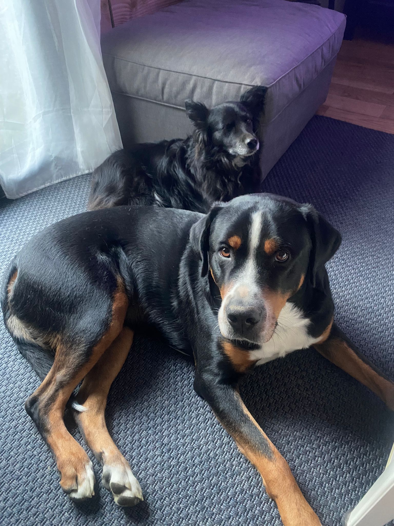 June petsitting — photo