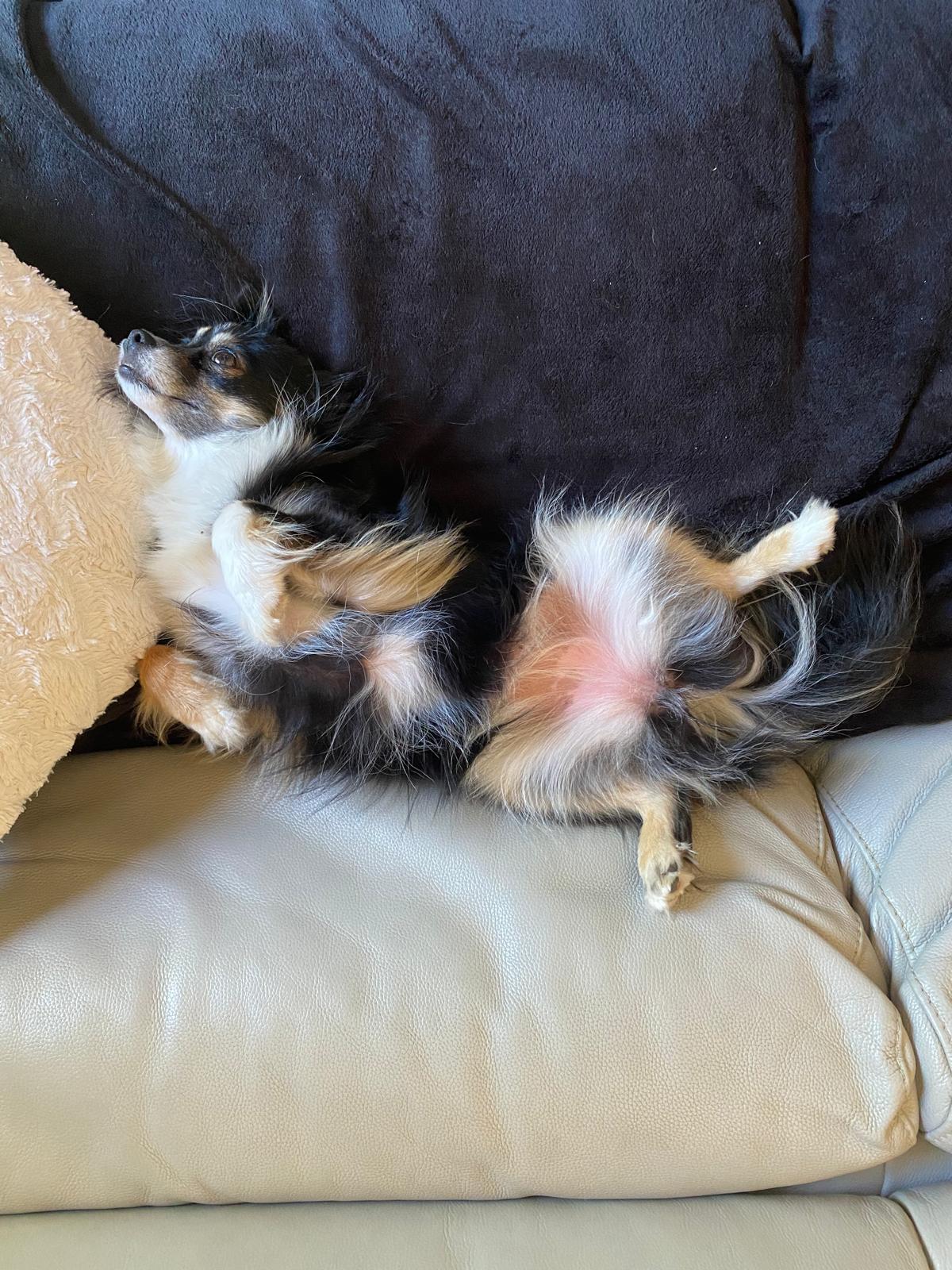 June petsitting — photo