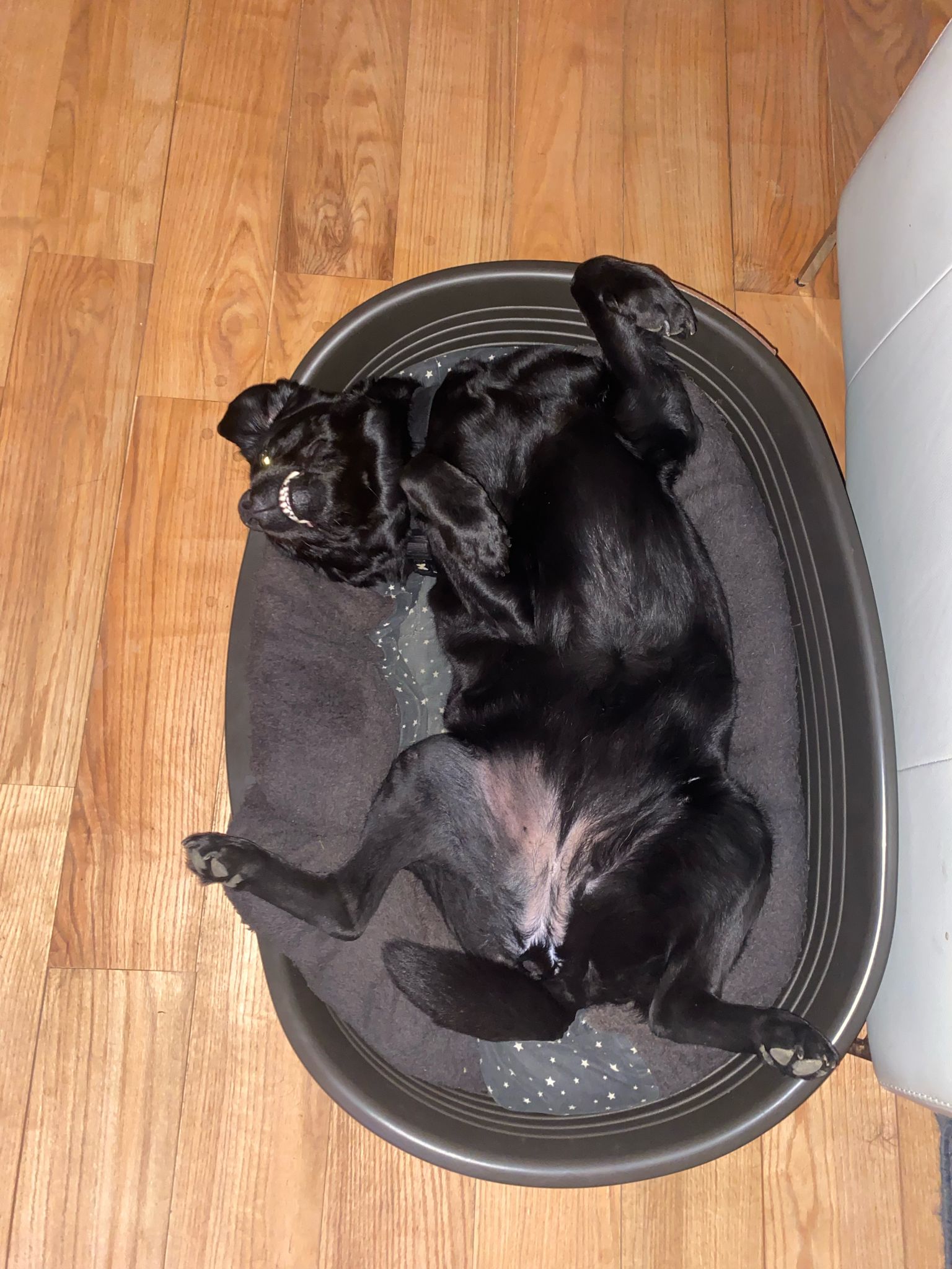 June petsitting — photo
