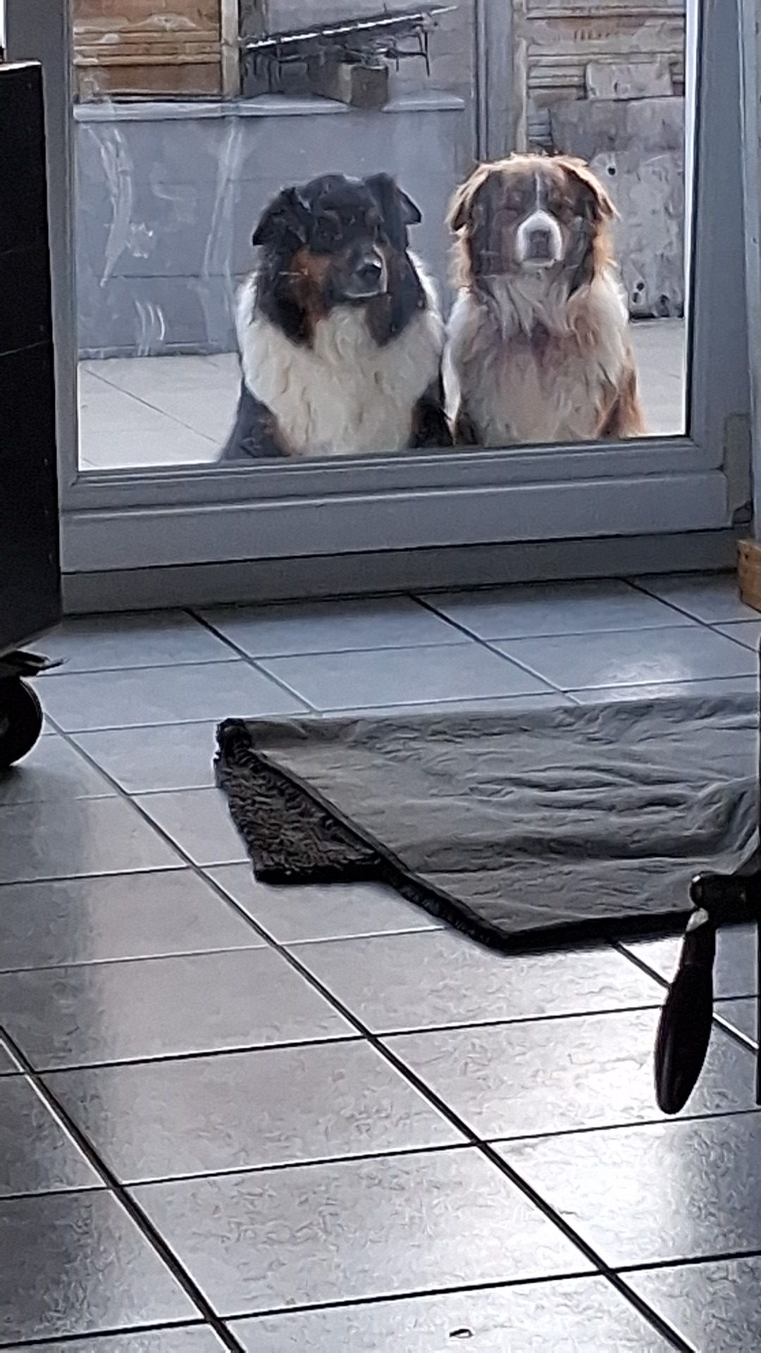 Le havre des animaux