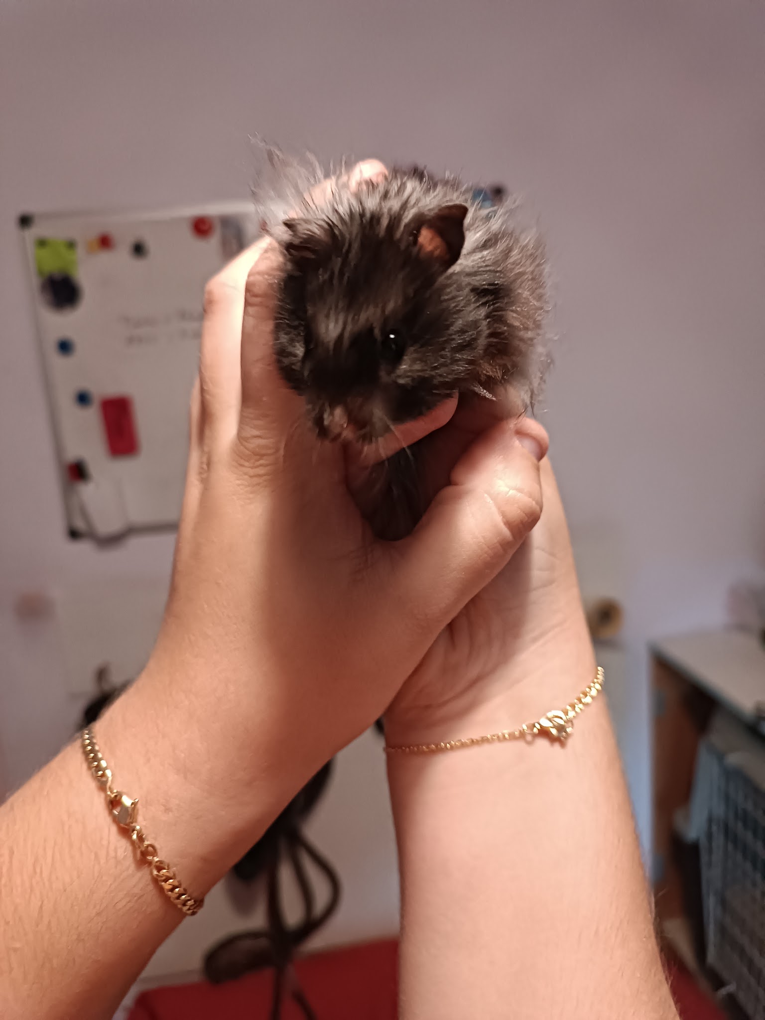 Le havre des animaux — photo