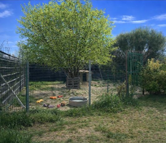 PENSION CHIENS/CHEVAUX DE LA MATTE — photo