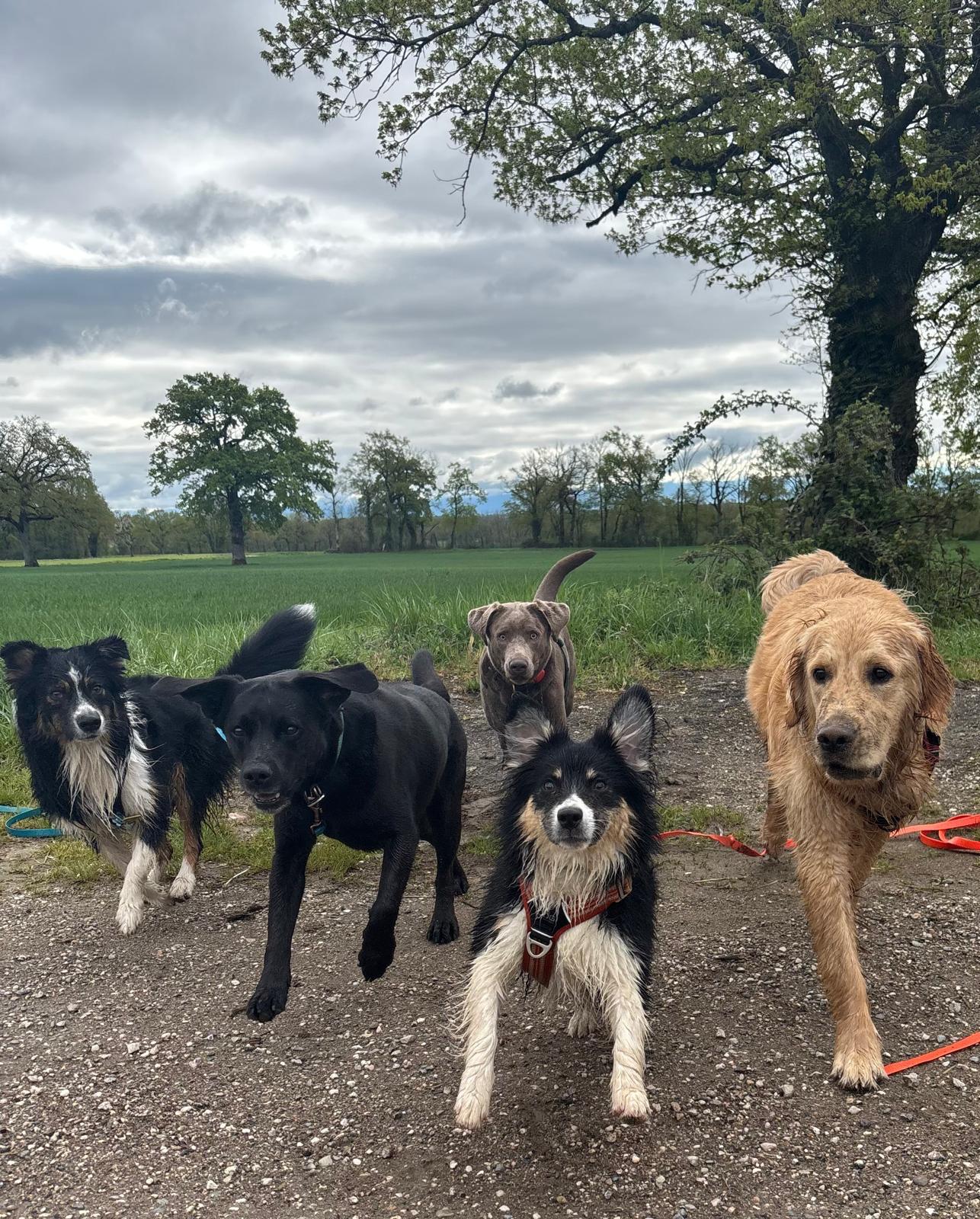 Woof happiness — photo
