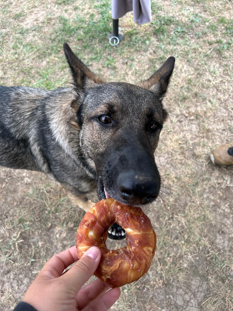 Woof happiness — photo