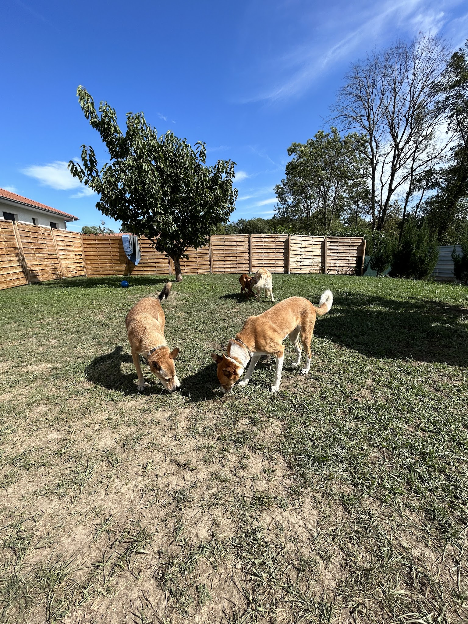 Woof happiness — photo