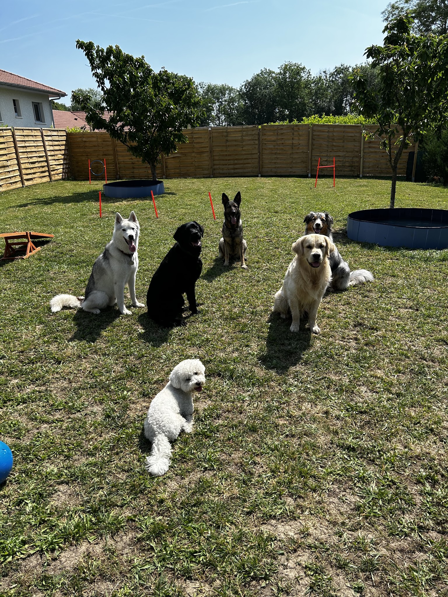 Woof happiness — photo