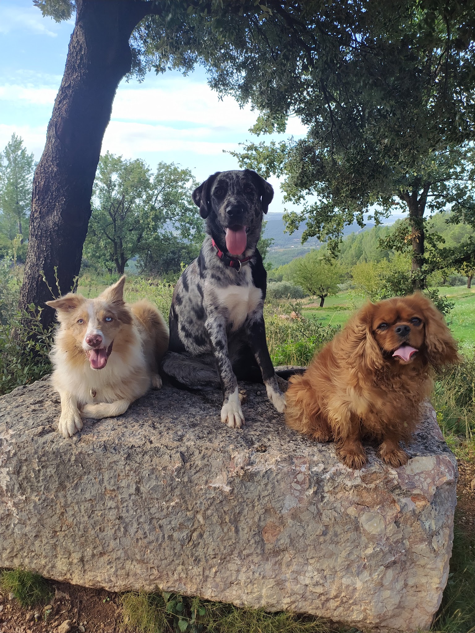 Pension canine Toutous comme à la maison — photo