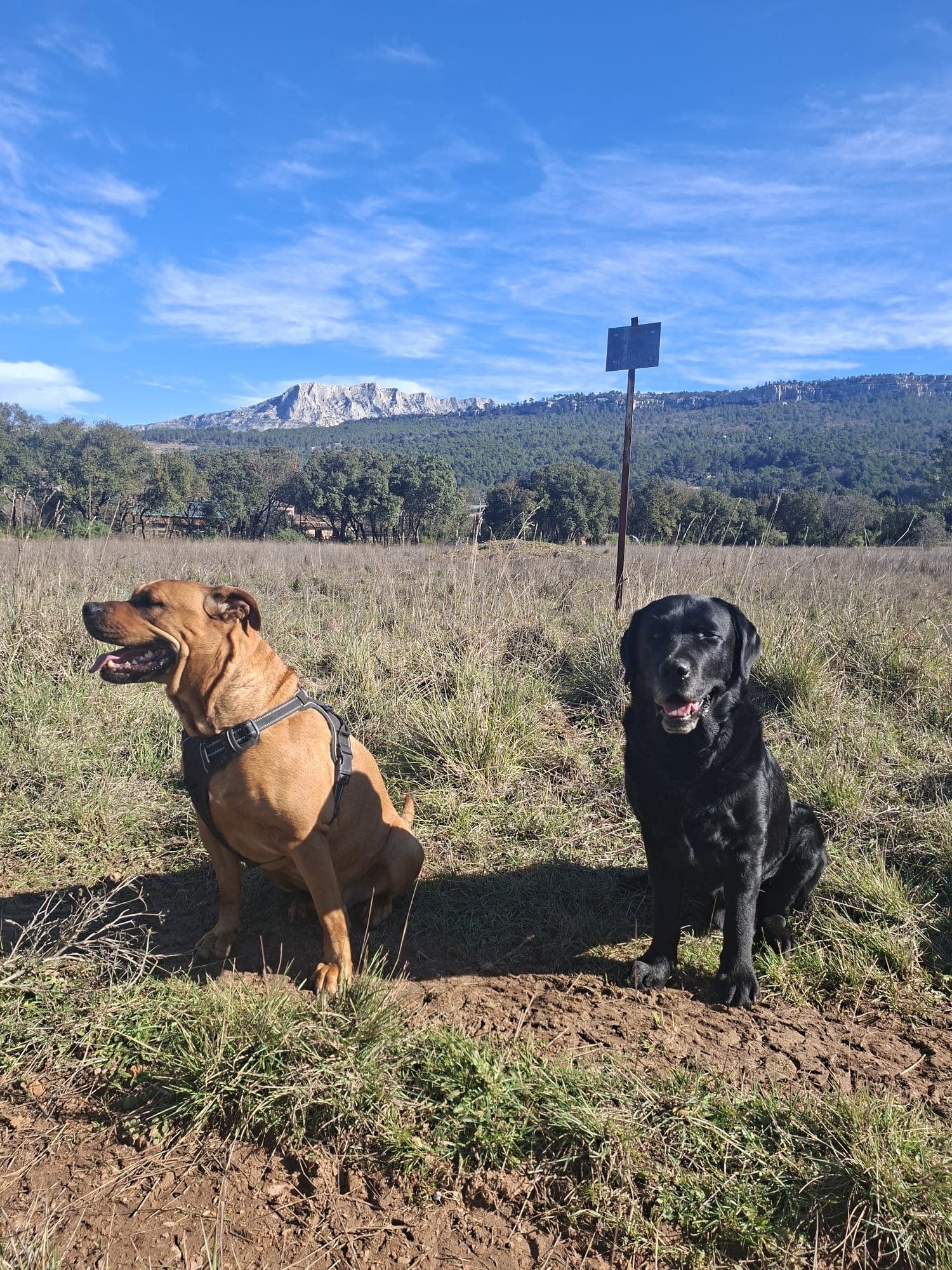 Pension canine Toutous comme à la maison — photo