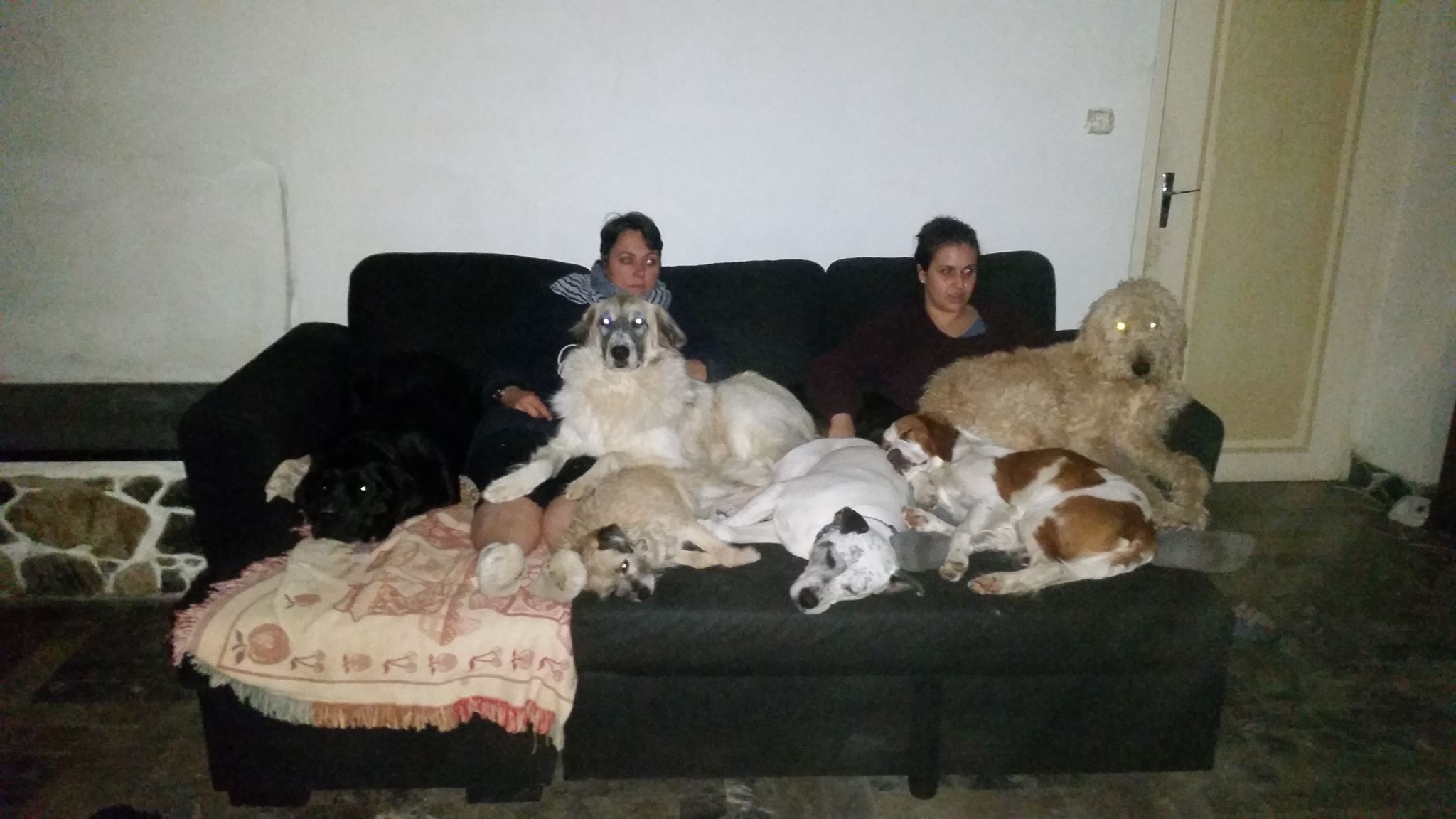 Happy Paws Wagtastic Vacation Home For Dogs — photo