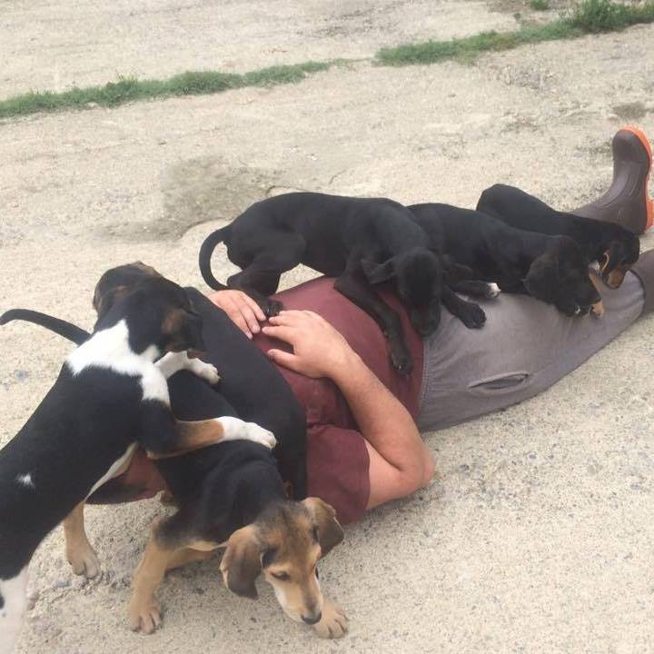 Happy Paws Wagtastic Vacation Home For Dogs — photo