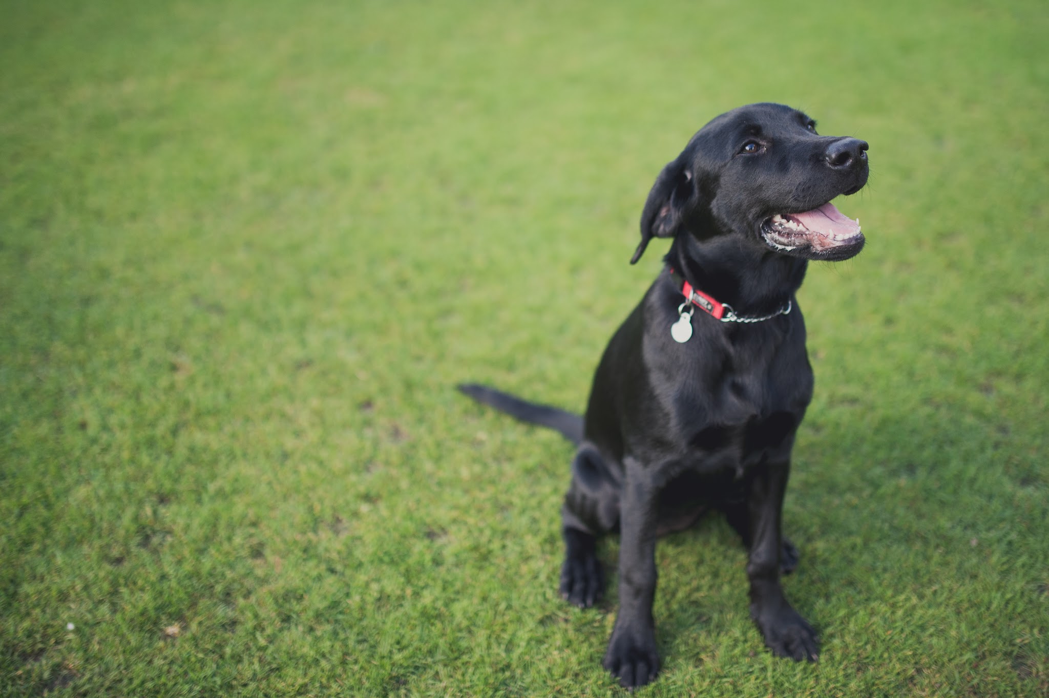 Happy Paws Wagtastic Vacation Home For Dogs — photo
