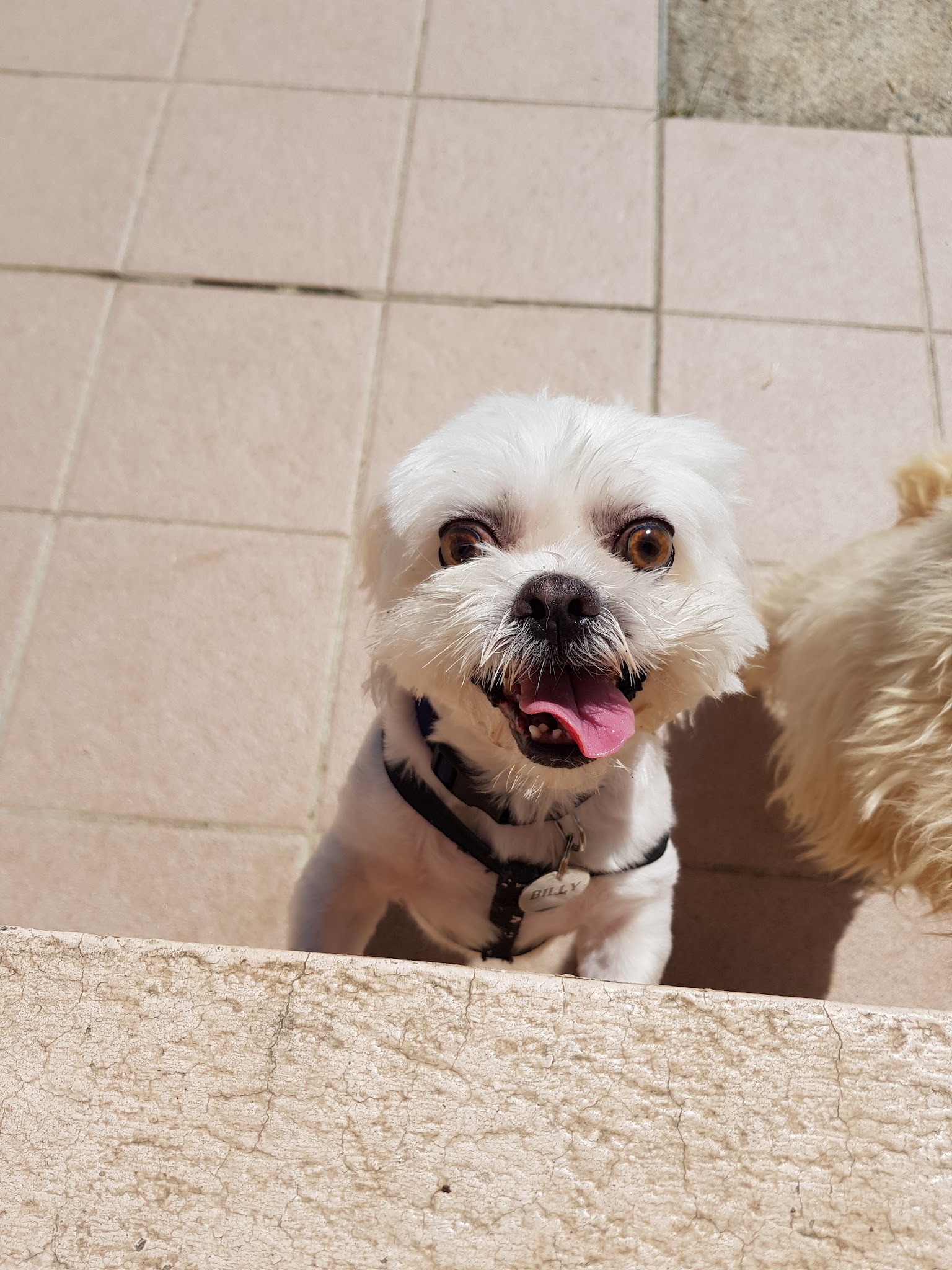 Happy Paws Wagtastic Vacation Home For Dogs — photo