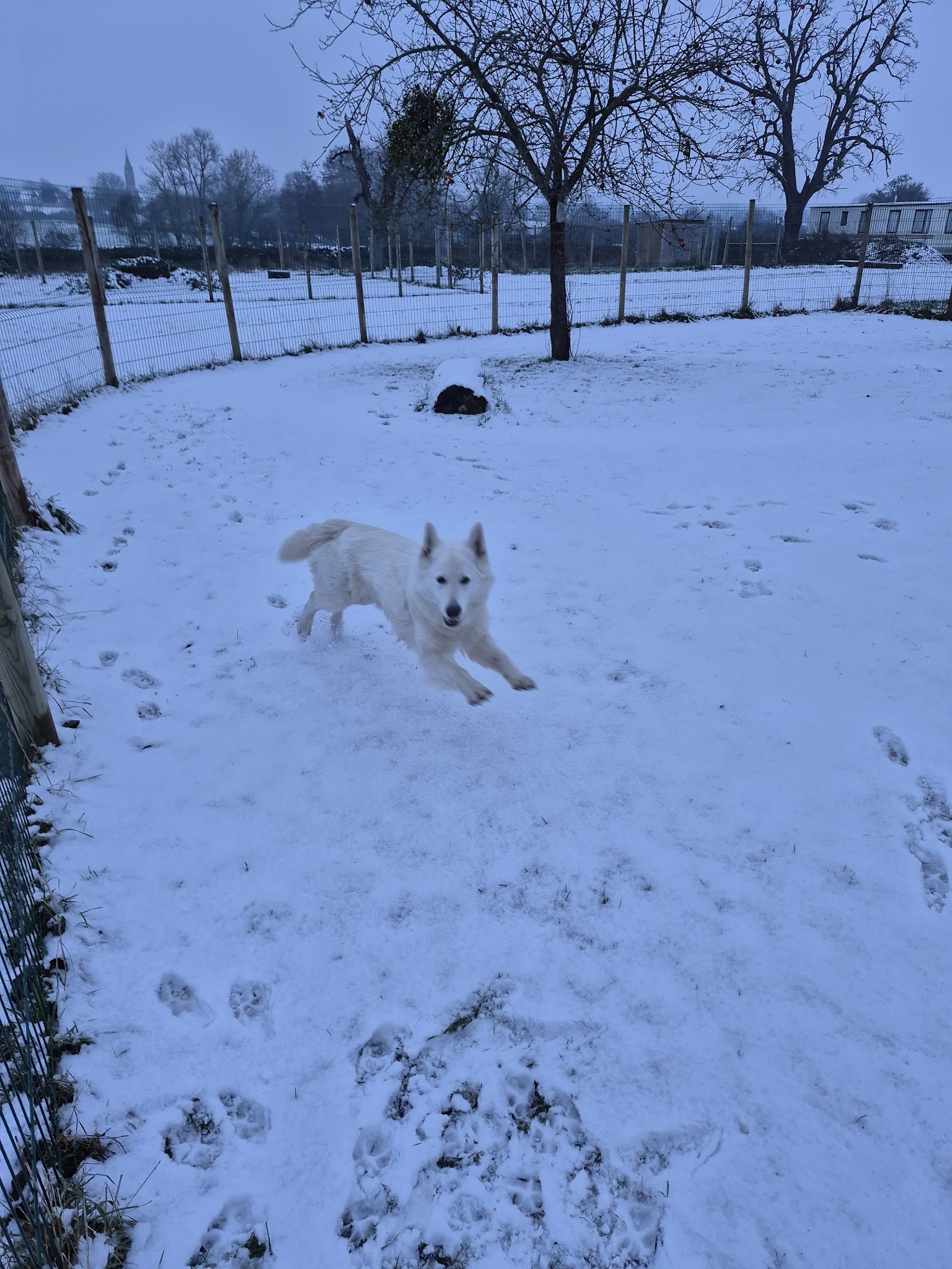 Les Étoiles Normandes – Pension Canine & Féline — photo