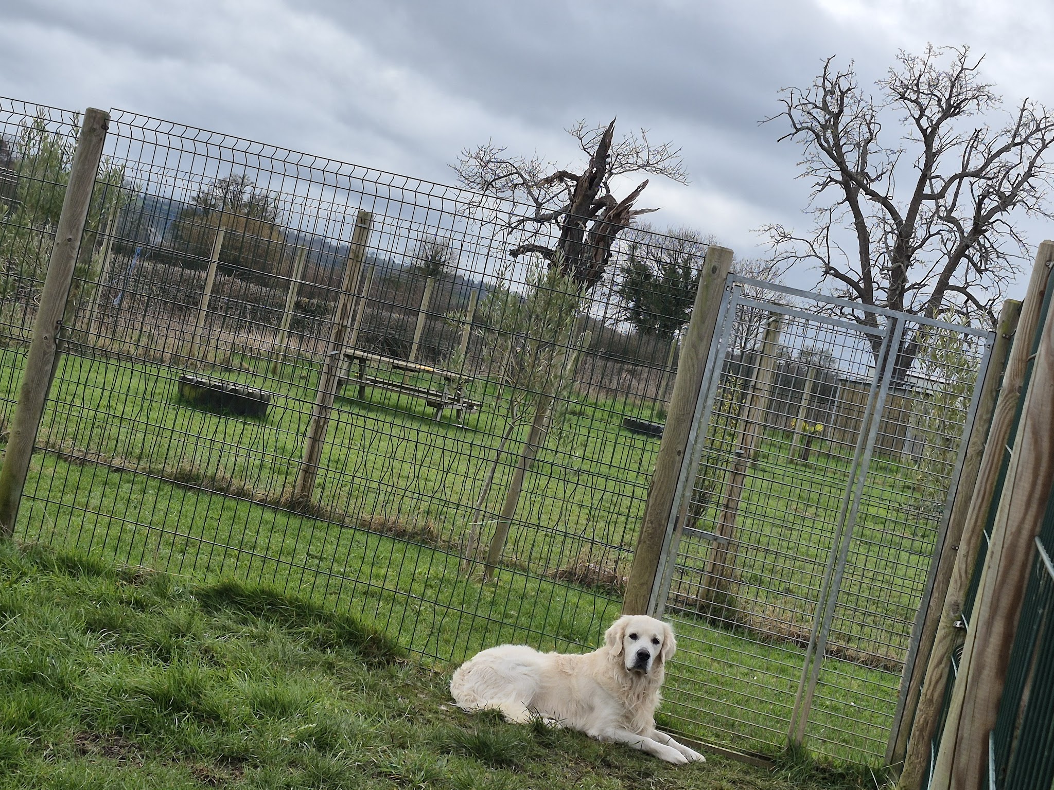 Les Étoiles Normandes – Pension Canine & Féline — photo