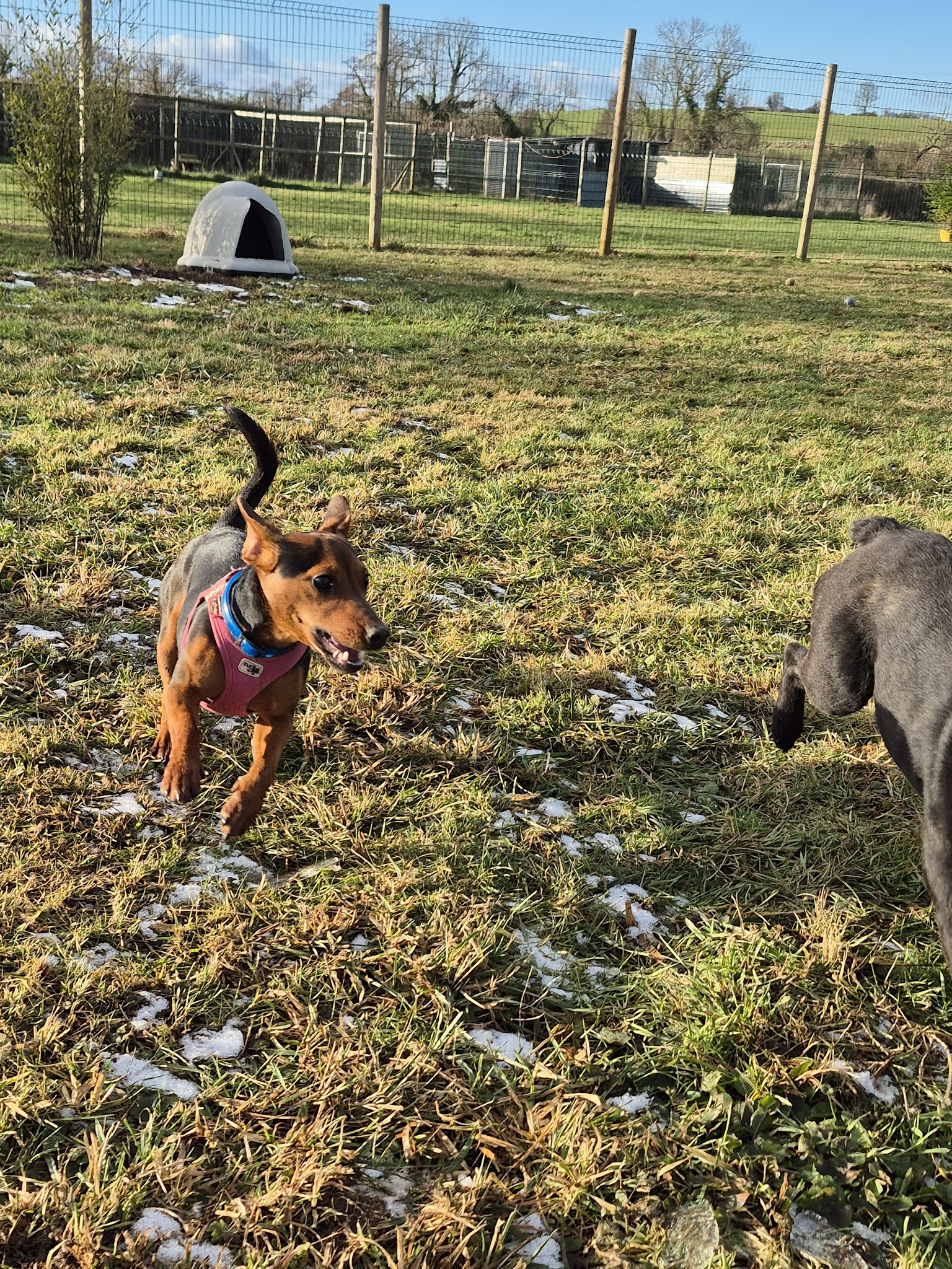 Les Étoiles Normandes – Pension Canine & Féline — photo