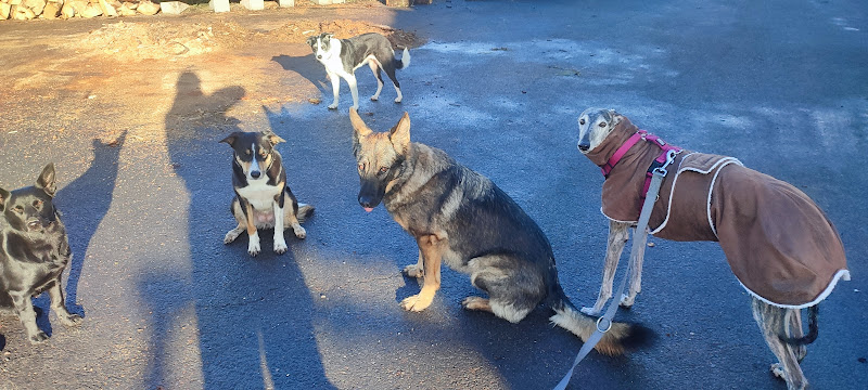 Garderie canine FeverEduc