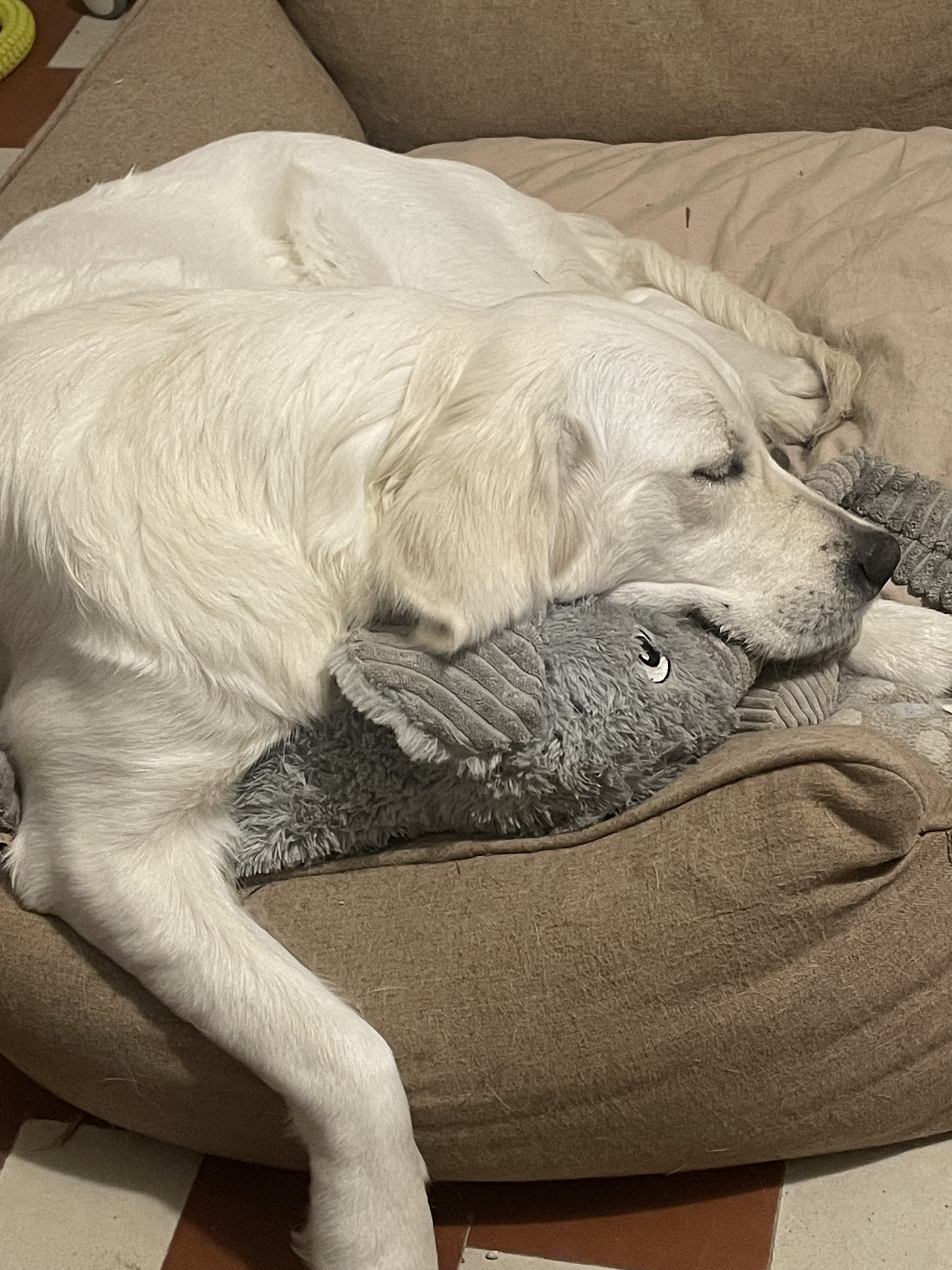 Garderie canine FeverEduc — photo