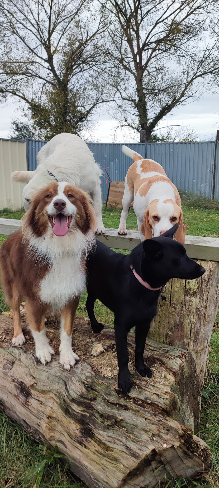 Garderie canine FeverEduc — photo