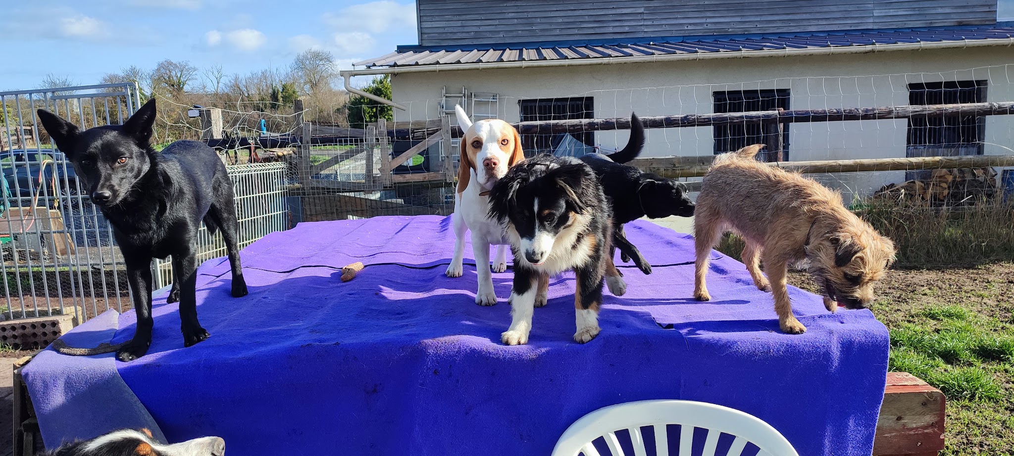 Garderie canine FeverEduc — photo