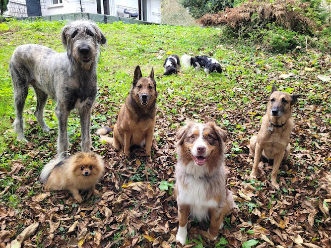 Cani'day - Educateur Comportementaliste Canin et Pension Canine familiale