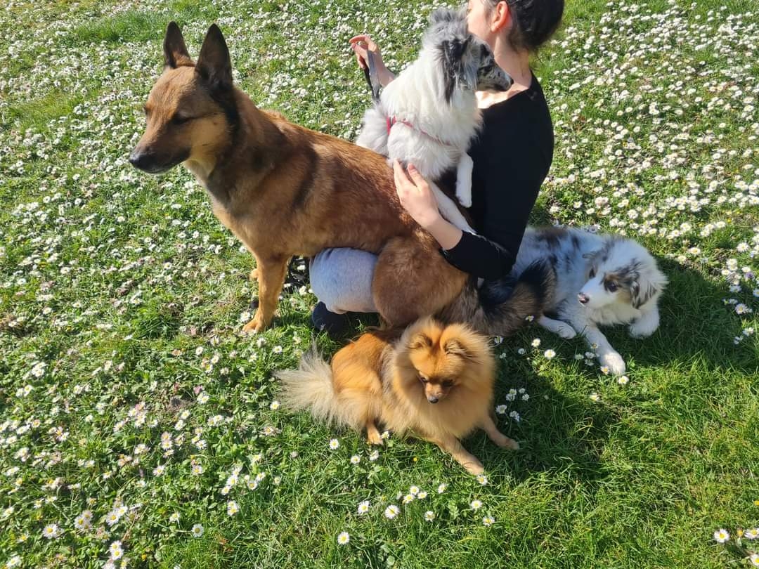 Cani'day - Educateur Comportementaliste Canin et Pension Canine familiale — photo