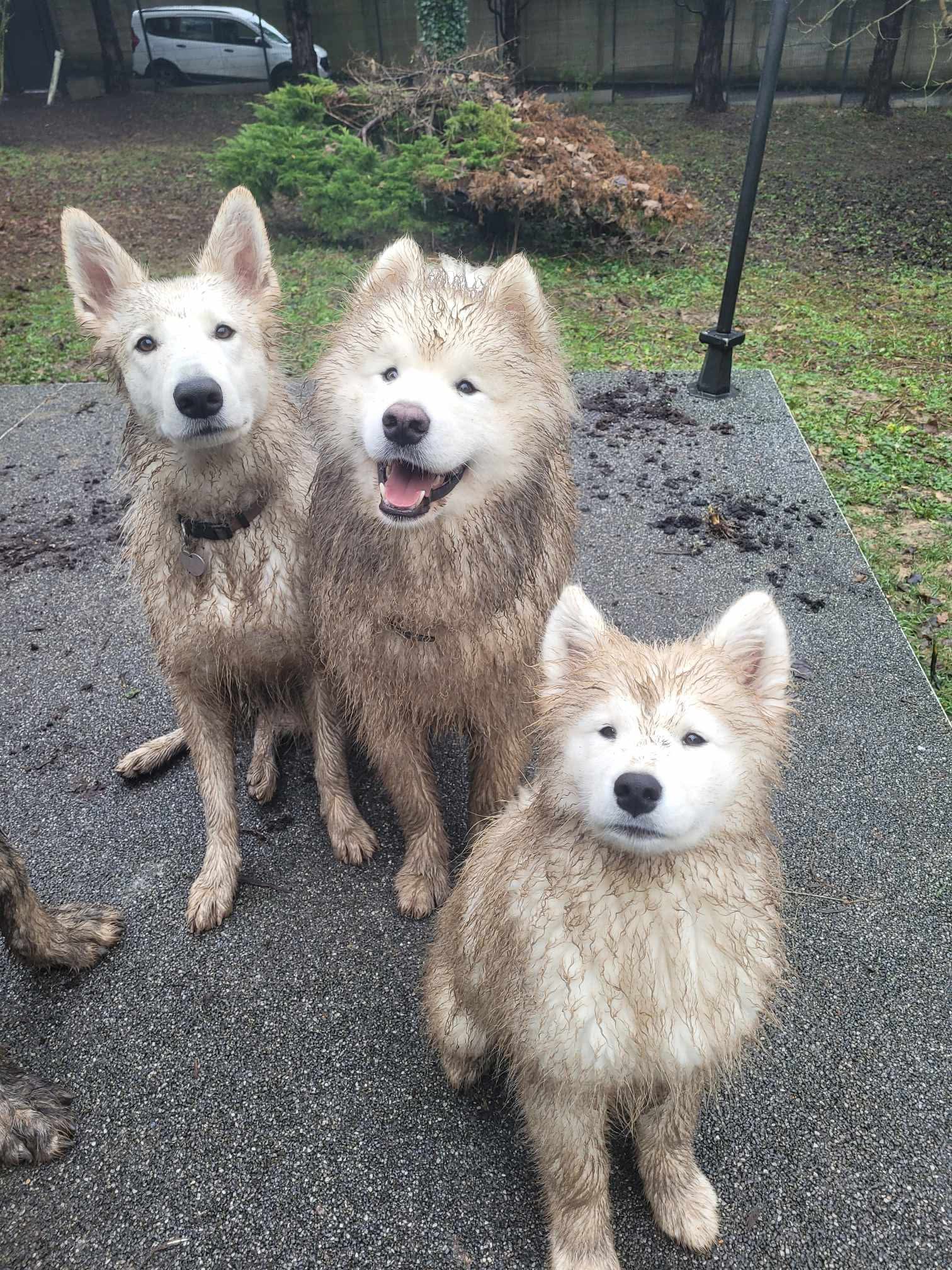 Cani'day - Educateur Comportementaliste Canin et Pension Canine familiale — photo