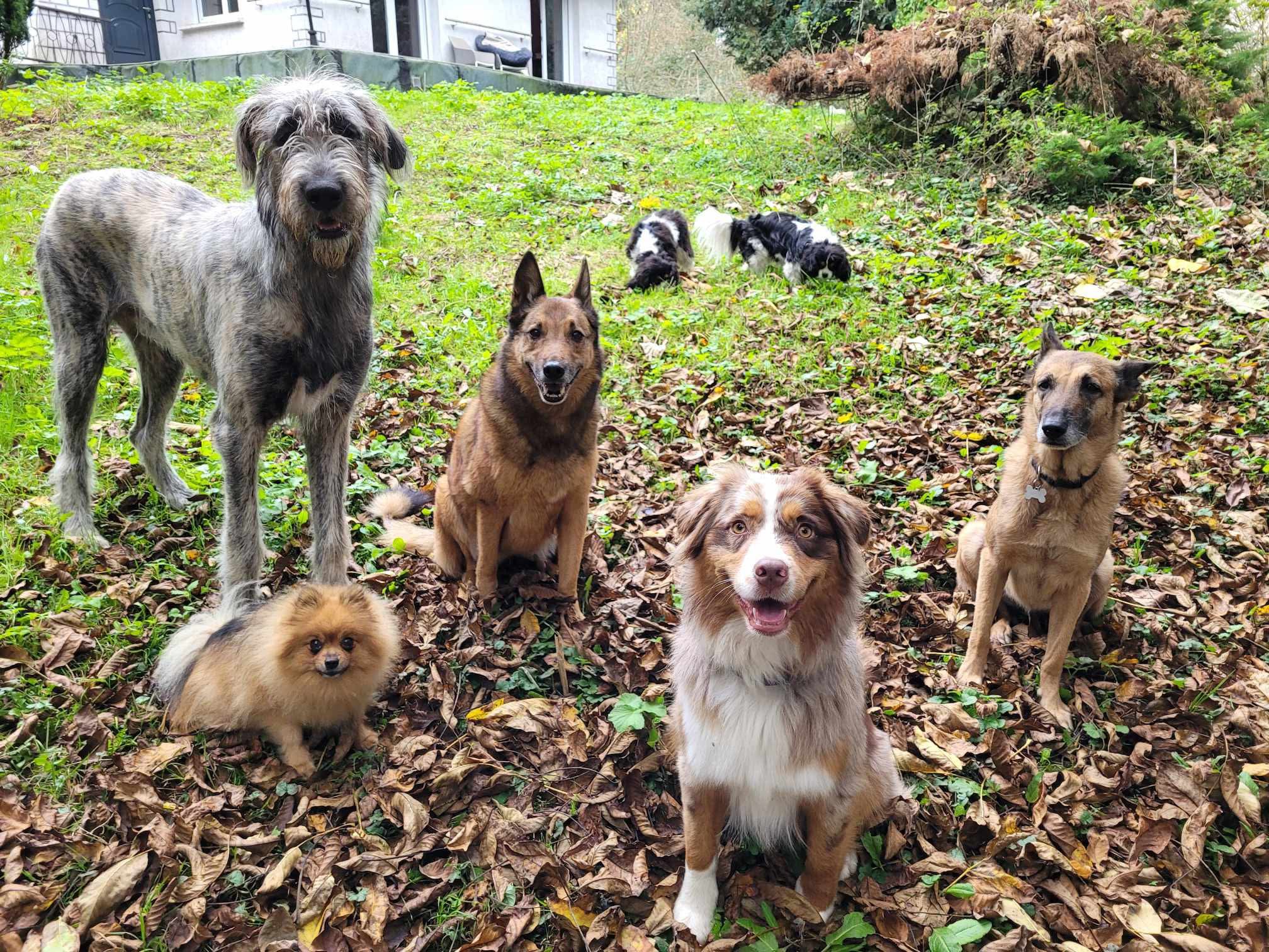 Cani'day - Educateur Comportementaliste Canin et Pension Canine familiale — photo