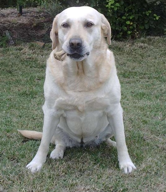 PASSION CHIEN 72