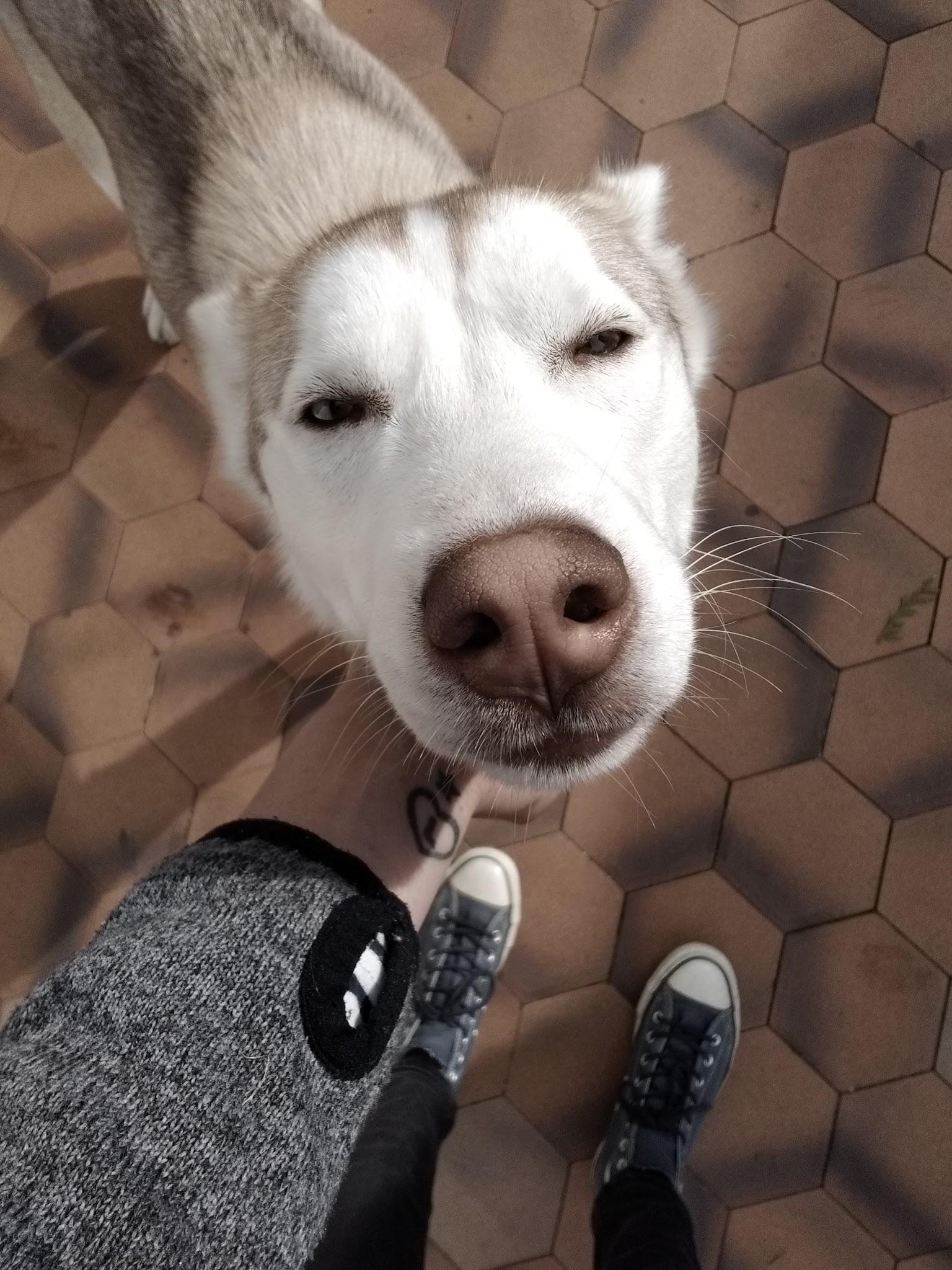 Animalis welfare — photo