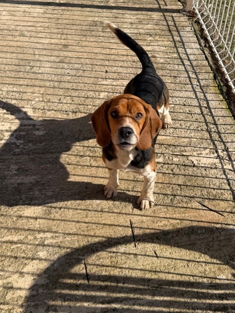 Elevage et Pension canine d’Issanka Montpellier - Des hauts de milhac — photo