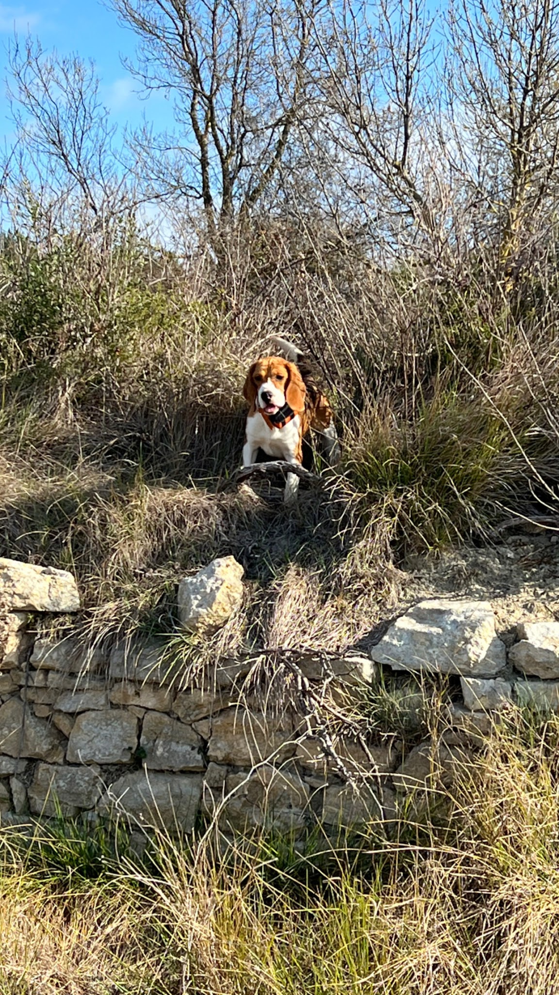 Elevage et Pension canine d’Issanka Montpellier - Des hauts de milhac — photo