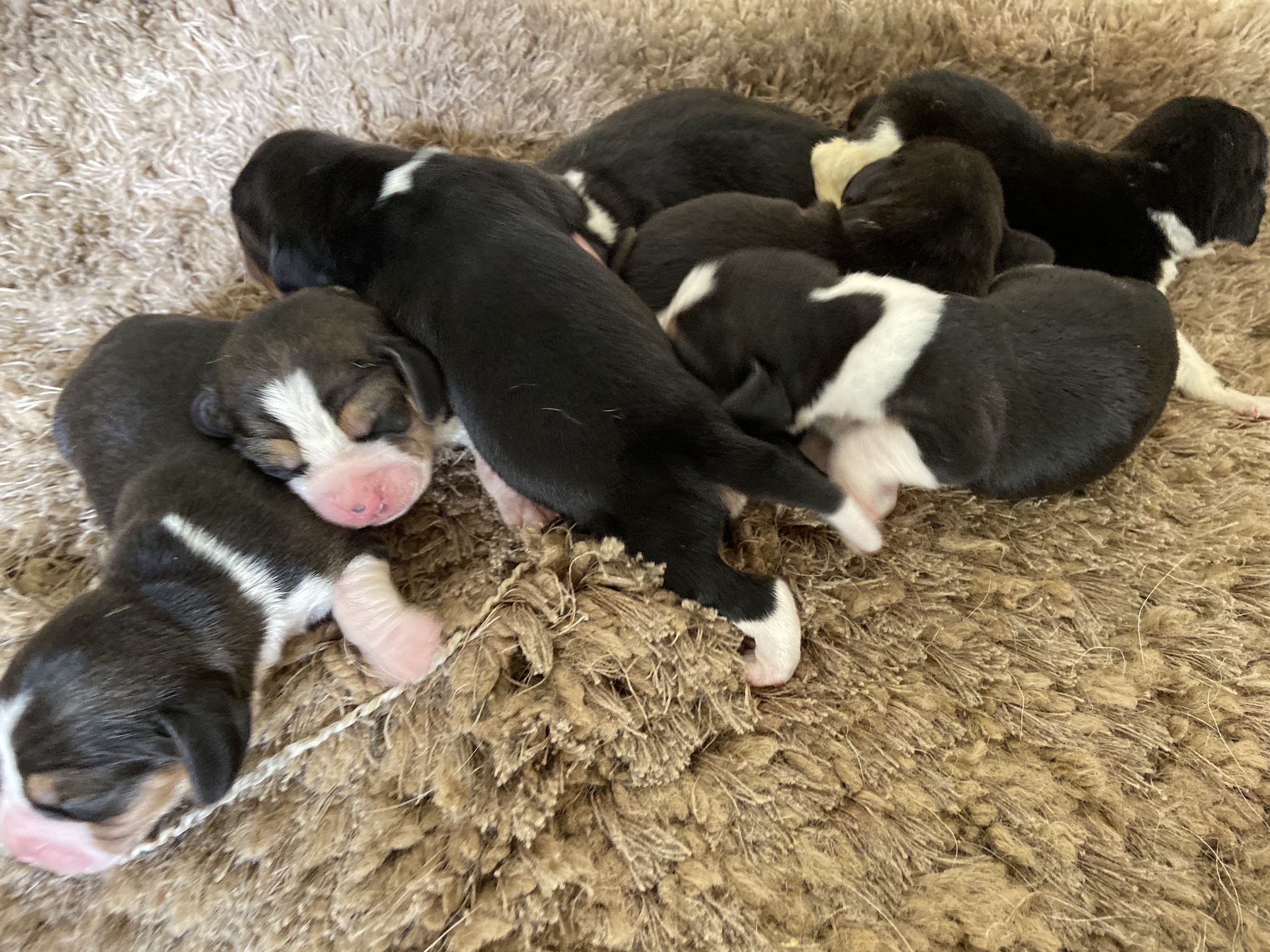 Elevage et Pension canine d’Issanka Montpellier - Des hauts de milhac — photo