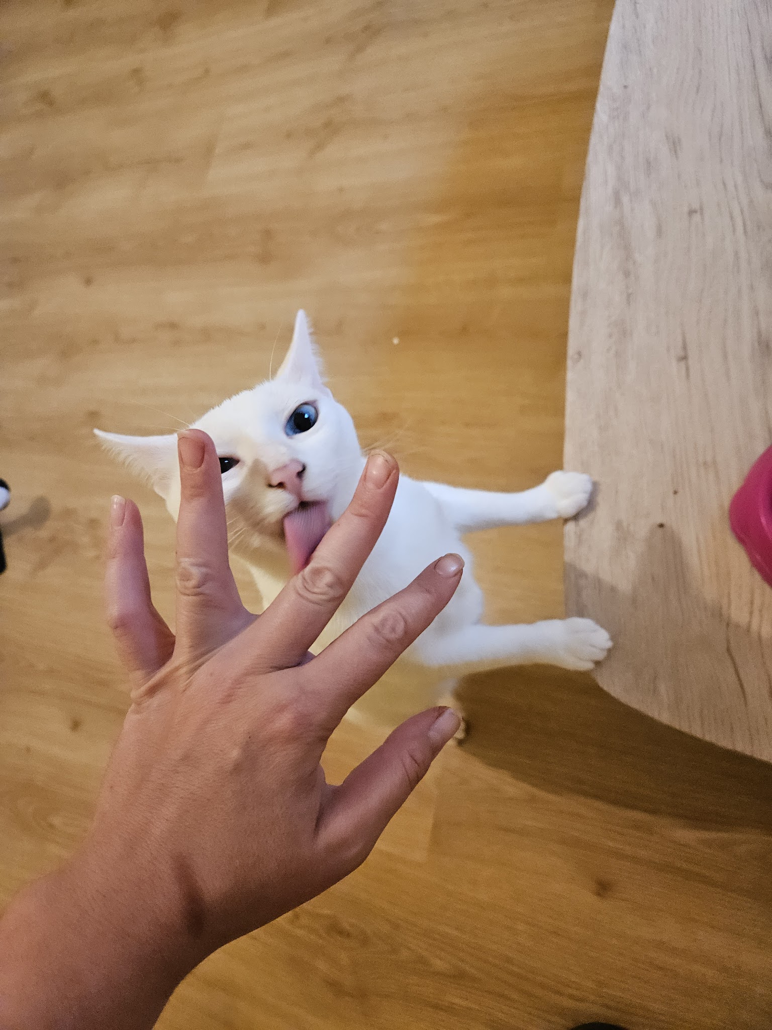 Entrechat'mis — photo