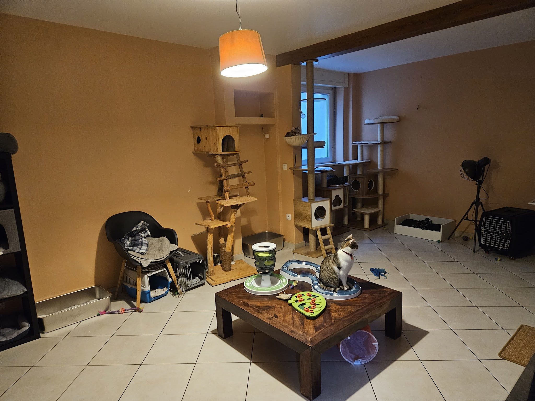 Entrechat'mis — photo