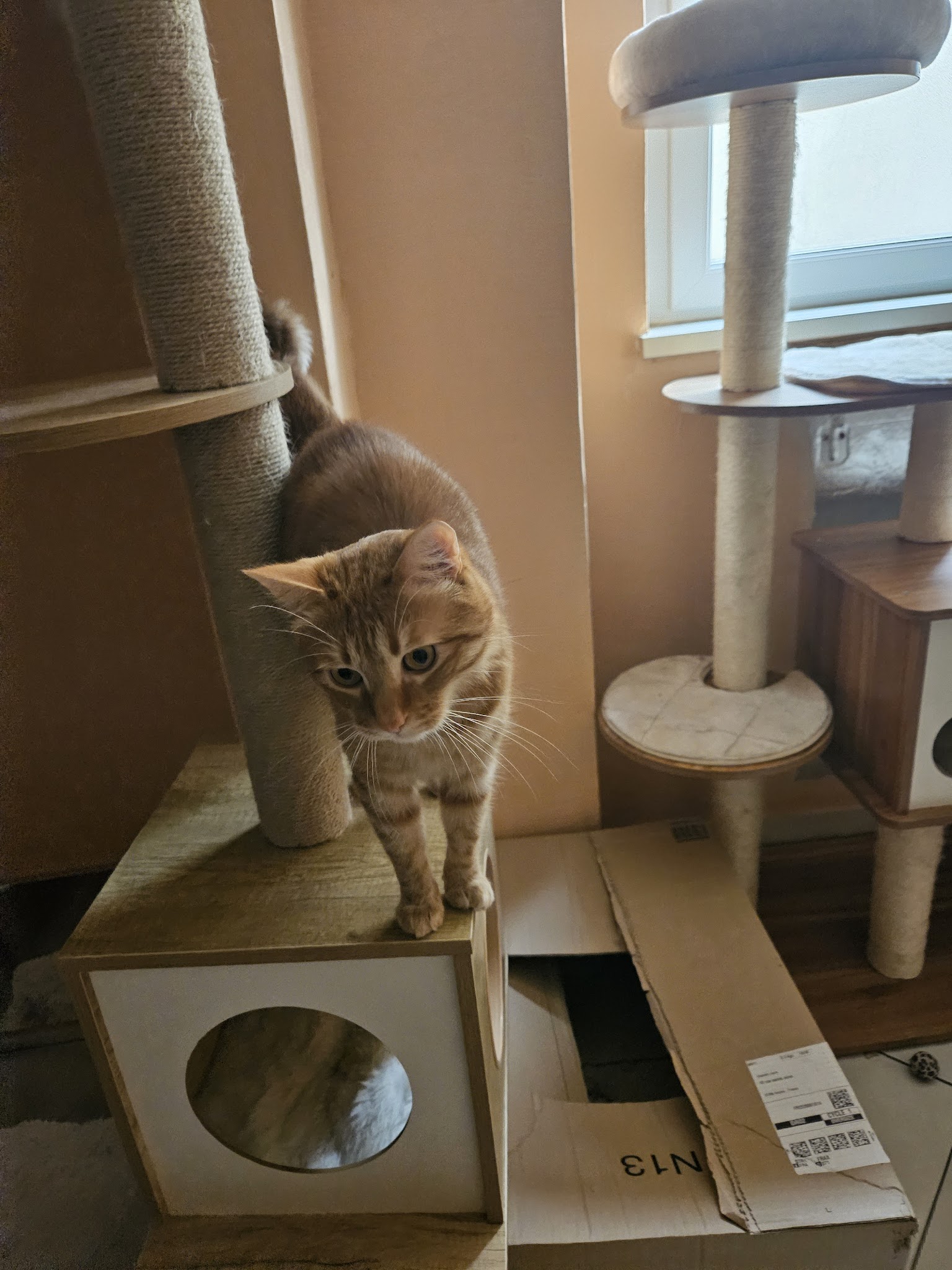 Entrechat'mis — photo