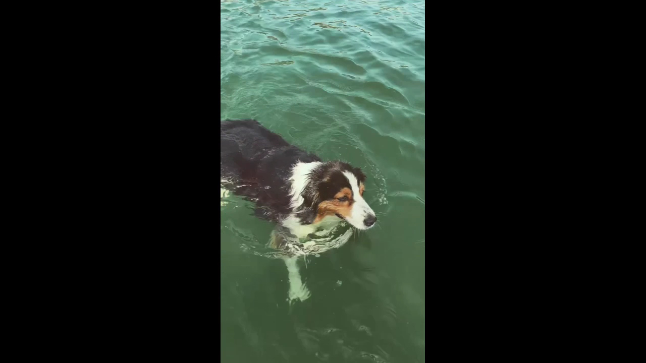 Dog Sitting pension pour chiens à Nice et Villefranche sur mer — photo