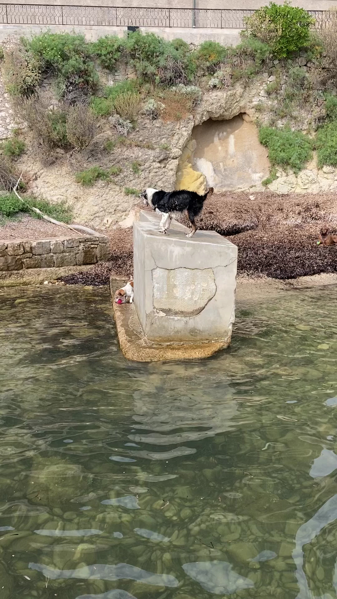 Dog Sitting pension pour chiens à Nice et Villefranche sur mer — photo