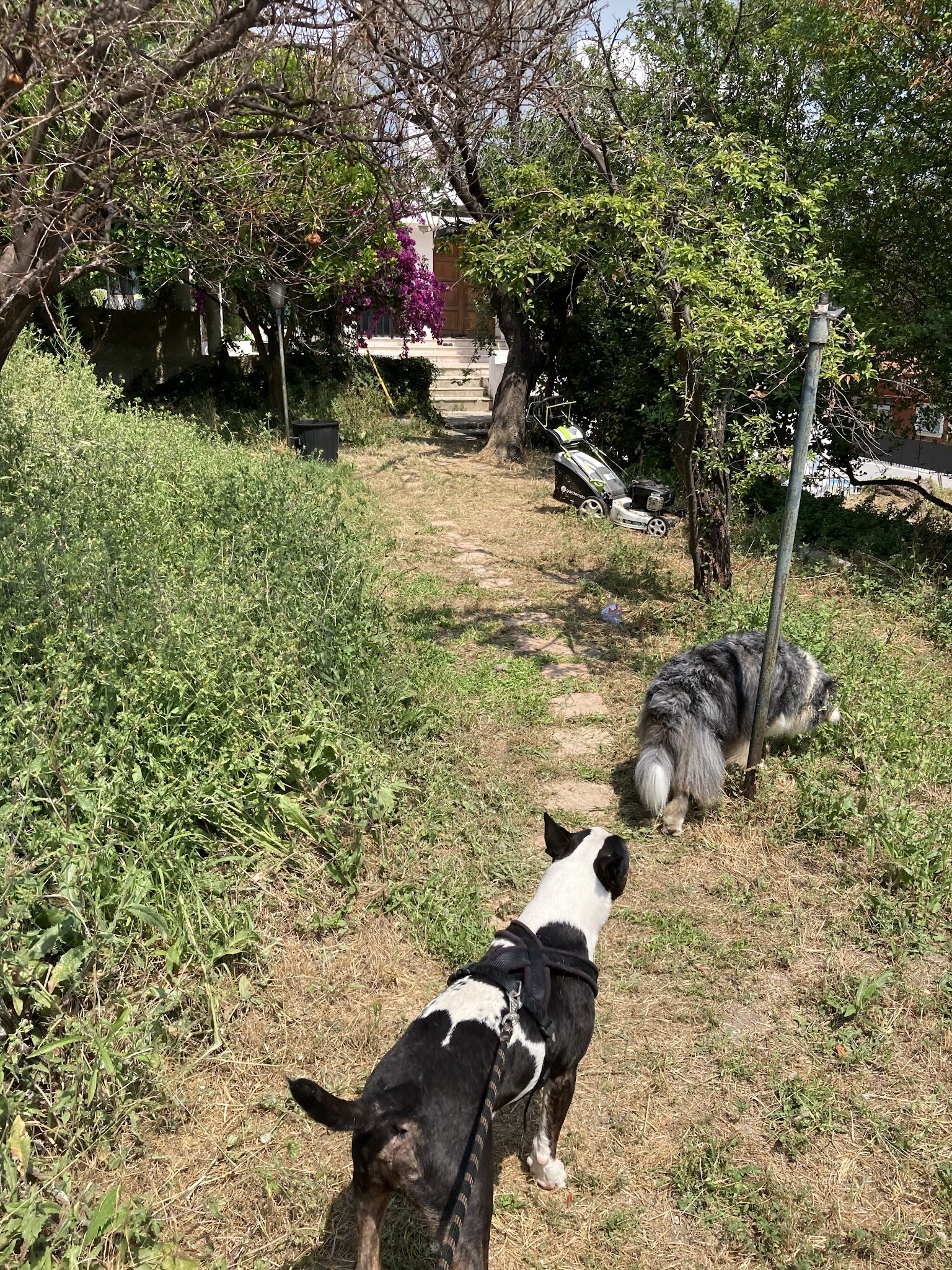 Dog Sitting pension pour chiens à Nice et Villefranche sur mer — photo