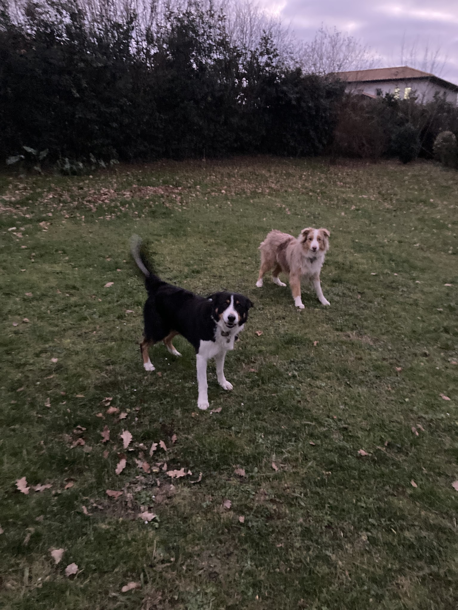 POLI’PETS — photo