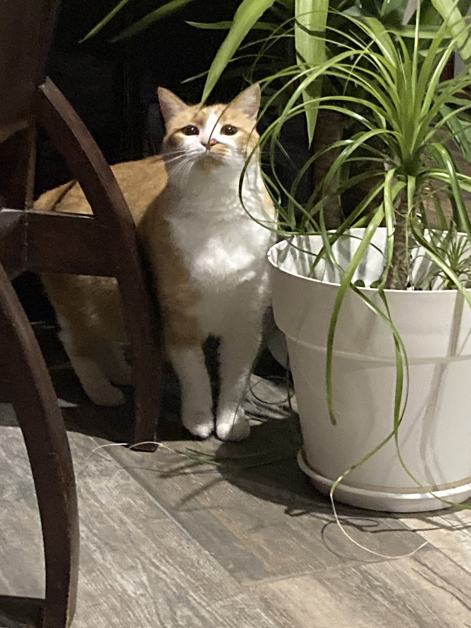 POLI’PETS — photo