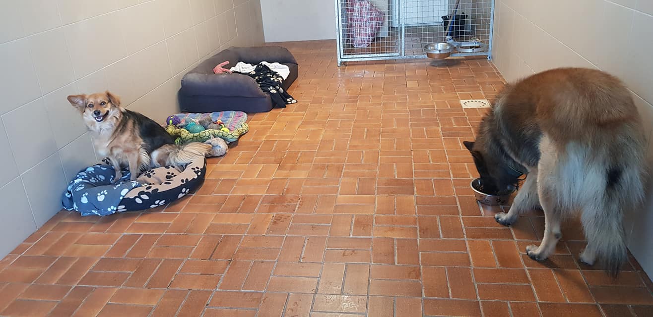 Pension Canine Florent Plomion — photo