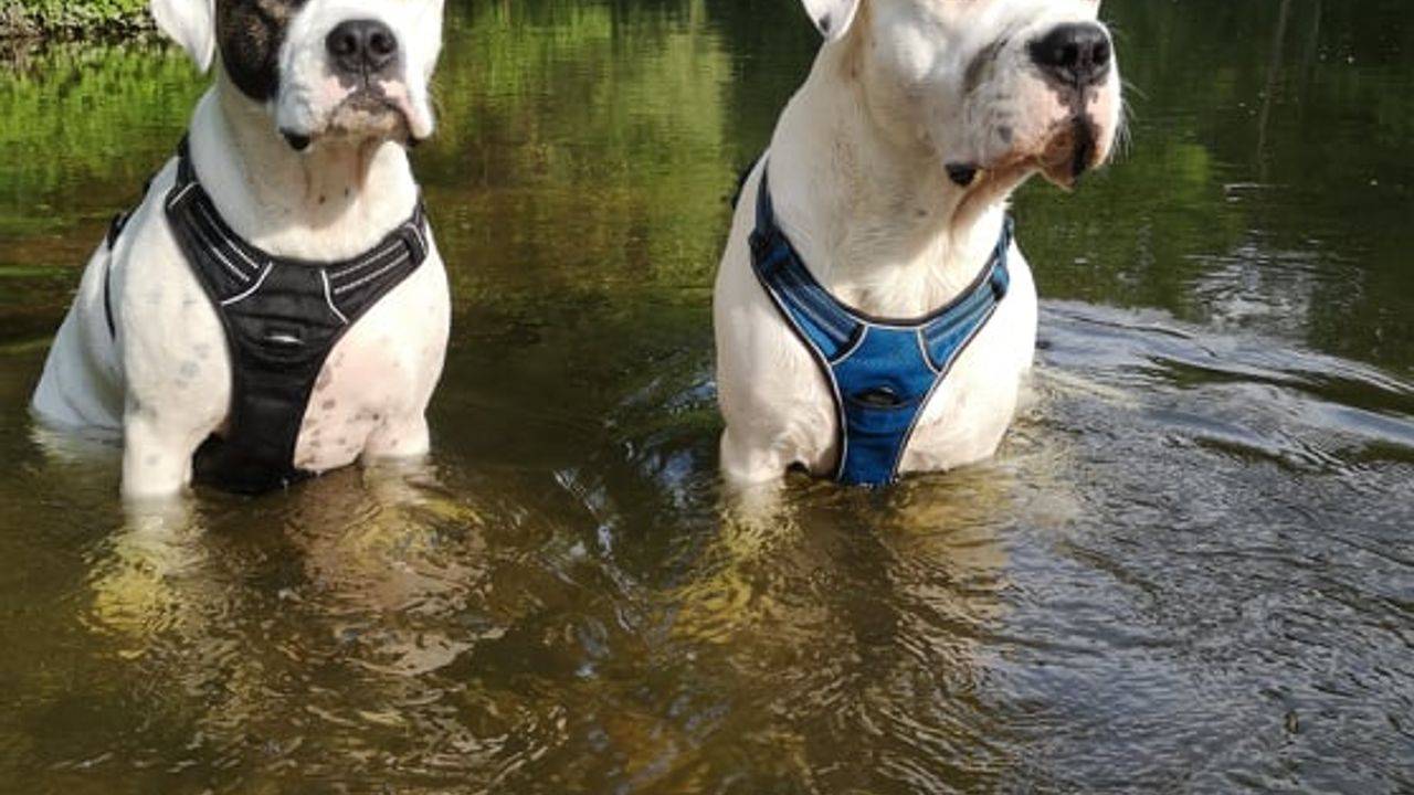 La Patte Blanche : Educateur comportementaliste canin — photo